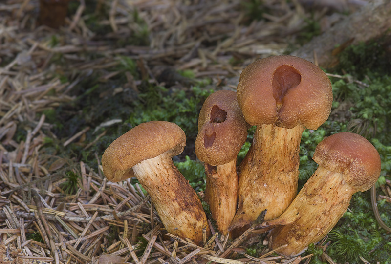 Cortinarius limonius